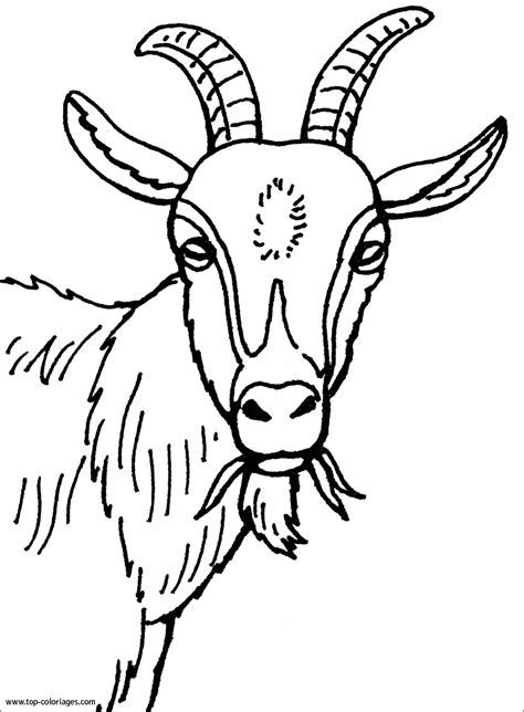 Coloriage Chèvre