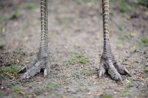 Feet Of An Ostrich Stock Photo Download Image Now Istock