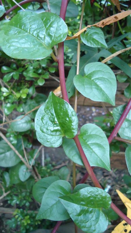 Malabar Spinach The Daily Garden