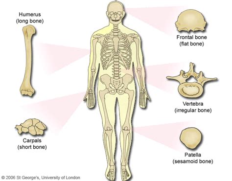 Bones need calcium to make them hard. Types of bone and examples | Knochen