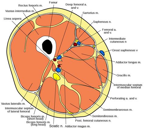 Quadriceps Contusion Knee And Sports Orthobullets