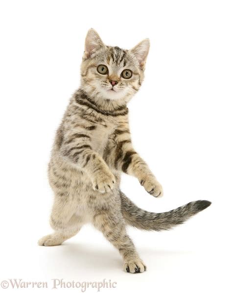 Playful Tabby Kitten Dancing Photo Wp35123
