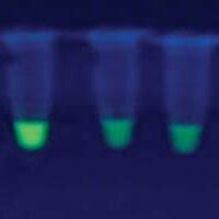 Real Time LAMP Sensitivity Based On Turbidimetry By Serial Dilution Of