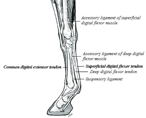Diagram Showing Anatomy Of The Equine Forelimb And The Location Of The