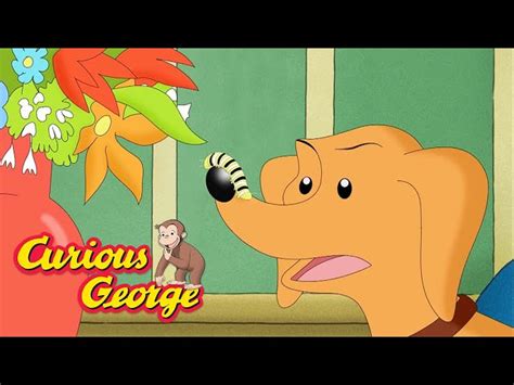 Curious George Hundley Takes Care Of A Caterpillar Kids Cartoon Kids