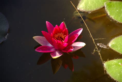 Free Picture Red Water Lily Flower