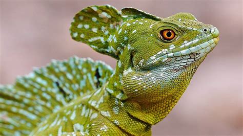 Pet Lizards Paradise Herps Exotic Reptile And Pet Shows