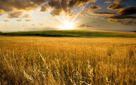 golden wheat field and a beautiful summer sunset wallpaper download 5120x3200