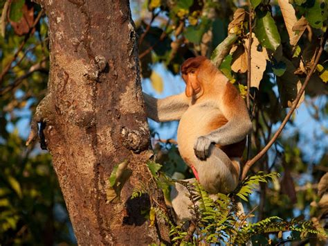 Selected Images Proboscis Monkey Kinabatangan River Borneo