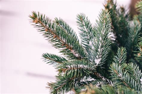 Snow Covered Spruce Branch Free Stock Photo