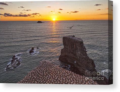 Muriwai Gannet Colony At Sunset Canvas Print Canvas Art By Colin And