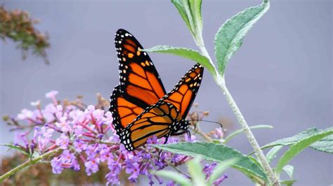 Cool Butterfly Wallpapers 59 Pictures