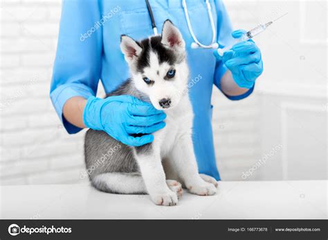 Veterinarian Doing Injection With Prick For Puppy Stock Photo By