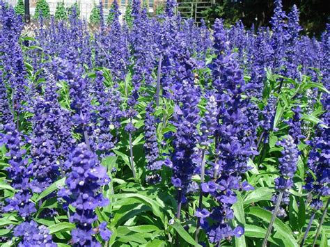 50 Seeds Salvia Farinacea Strata Blue Sage Seeds And Bulbs