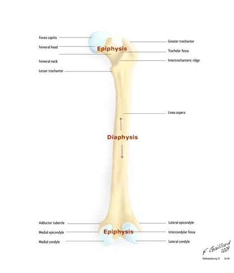 Labelled Image Of Femur Long Bone Of The Thigh Showing Epiphyses