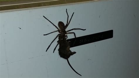 Gigantic Spider Nicknamed Charlotte In Australia
