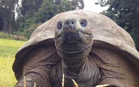 Checkout the latest beckbrojack merch! World's oldest living animal, 184-year-old tortoise named ...