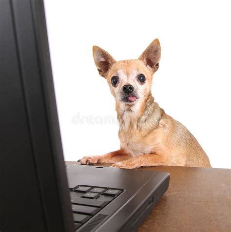 Una Chihuahua Che Pratica Il Surfing Internet Su Un Computer Portatile