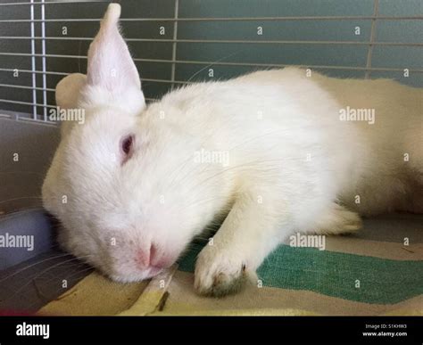 Rabbit Sleep Cage Hi Res Stock Photography And Images Alamy