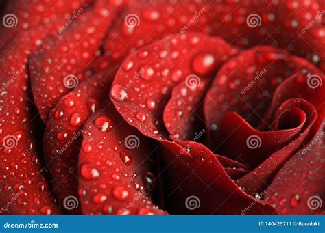 Red Rose Petals Macro Photo Stock Image Image Of Drops Colorful
