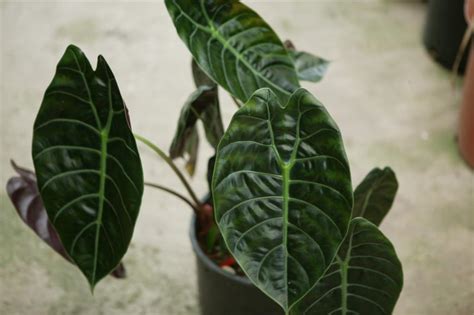 Tropical Plants Rainforest Plants That Look Great In The