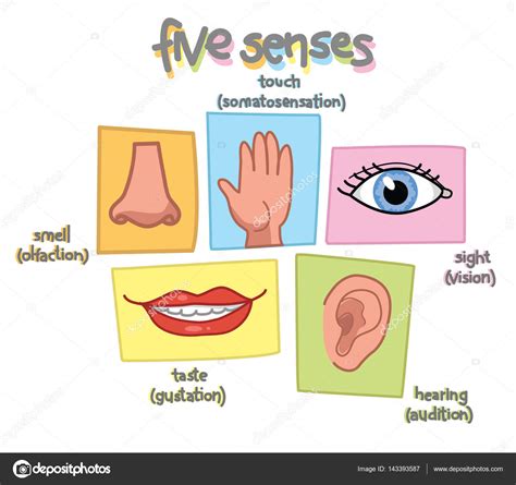 Five Senses Illustration Vector Stock Vector Image By ©carlacastagno