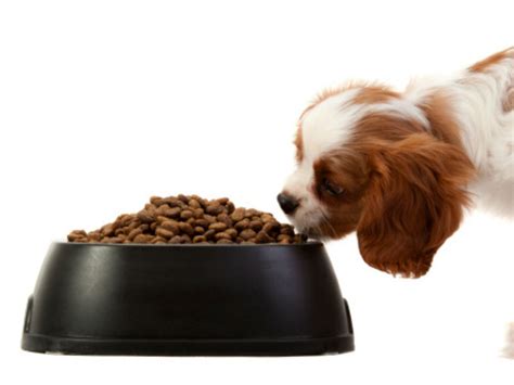Maybe you would like to learn more about one of these? Benefits of High-Fiber Dog Foods - American Kennel Club