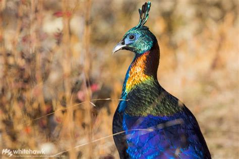 Top 10 Birds To See In Bhutan Birding Tours With Whitehawk