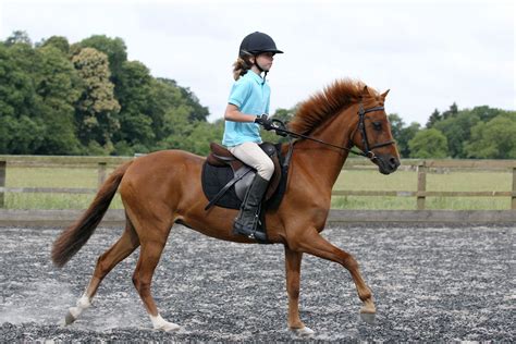 25 Great Benefits Of Horseback Riding For Kids And Teens Mammal Age