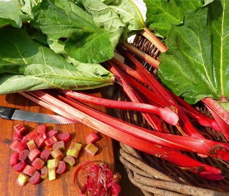 Rhubarb ‘glaskins Perpetual Organic Perennial Rheum Rhabarbarum 25 Seeds