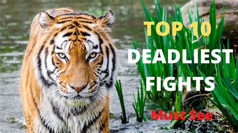 Top 10 Deadliest Animal Fights Caught On Tapecamera Craziest Animal