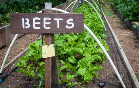 How To Grow Beets In A Raised Bed Bed Gardening