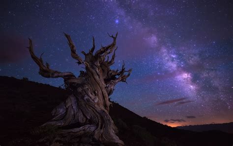 Wallpaper Trees Landscape Night Galaxy Sky Stars Moonlight