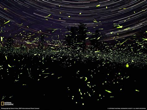 Fireflies Wallpapers Wallpaper Cave