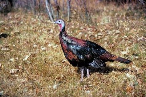 Roosting Habits Of Wild Turkeys Gone Outdoors Your Adventure Awaits