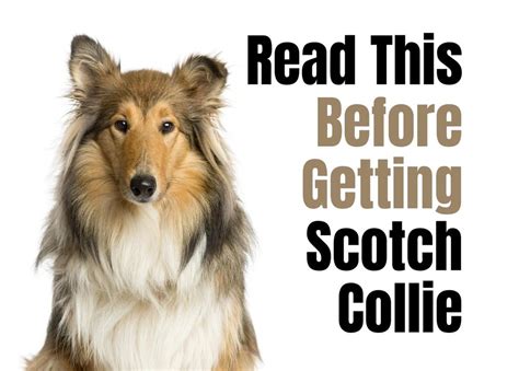 13 Things To Consider Before Buying A Scotch Collie Puppy
