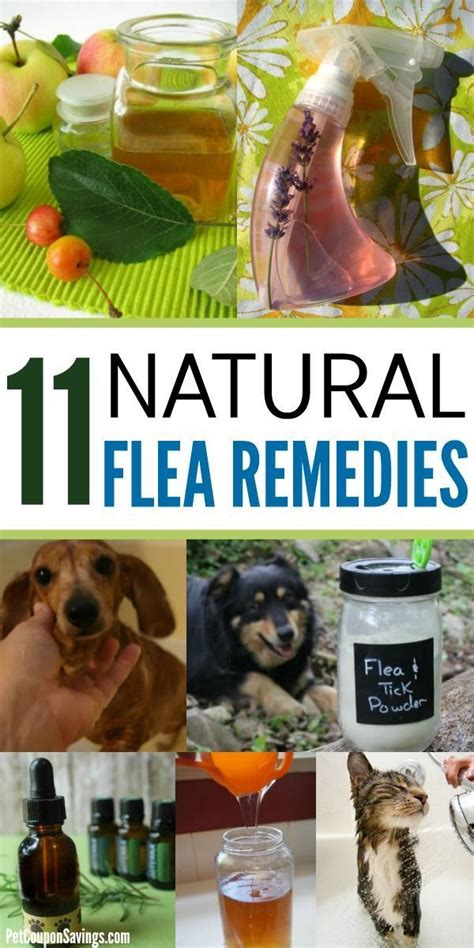 11 Natural Flea Remedies For Dogs And Cats Dog Flea Remedies Flea