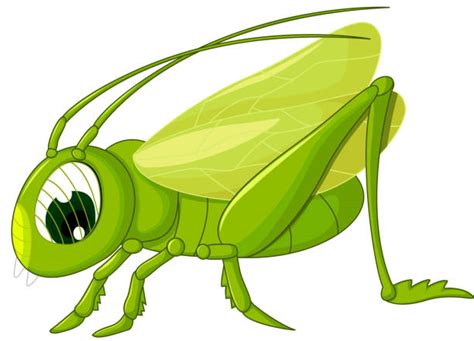 Best Funny Green Grasshopper Illustrations Royalty Free Vector