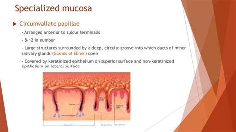 What Are The Three Types Of Oral Mucosa Slidesharedocs
