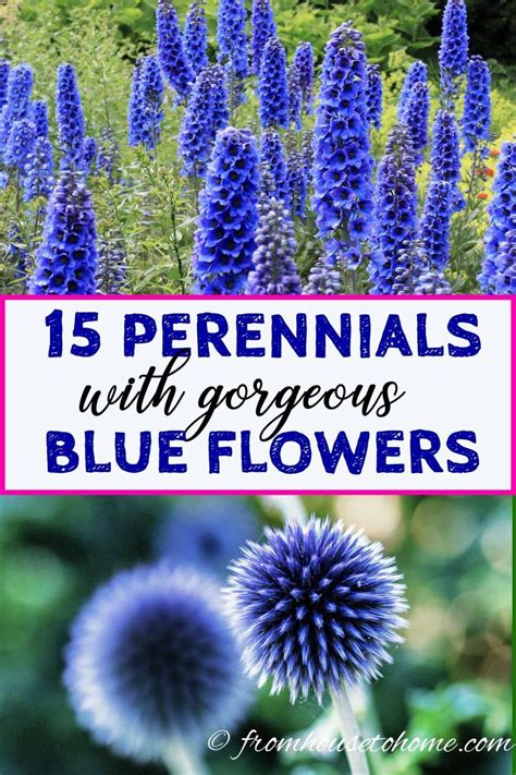 This List Of Perennials With Blue Flowers Is Great I Love The Drought