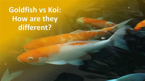 Goldfish Vs Koi How Are They Different With Pictures Ipetcompanion