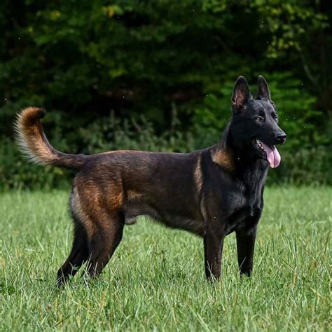 14 Signs You Are A Crazy Belgian Malinois Person The Dogman