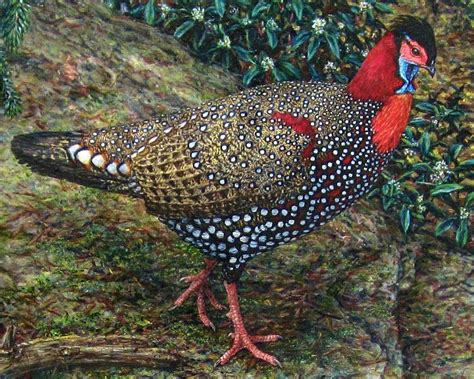 Western Tragopan Pheasant Detail By Allansutherland On
