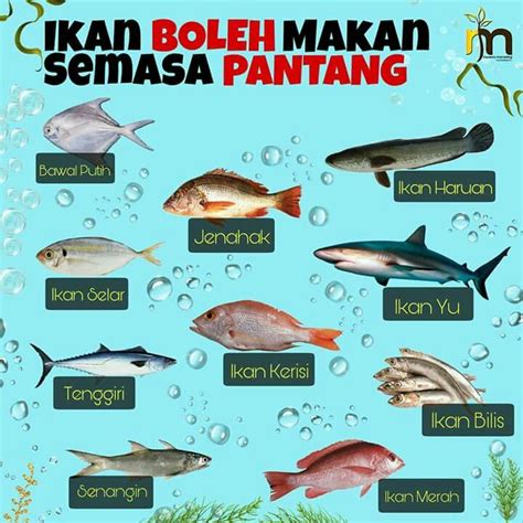 Makanan yang beracun atau berbisa seperti pisang, roti yang dicampur dengan ibu roti dan sesetengah jenis ikan seperti pari, terubuk dan pantang larang ini diadakan untuk kebaikan ibu itu sendiri. Pin by Neeta Malek on Tips and Advice | Confinement food ...