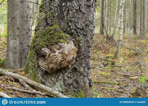 Burl On A Birch Tree Stock Image Image Of Nature Natural 265868435