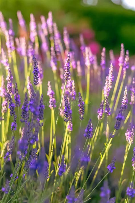 Art Photography Of Lilac Branch In Springtime Violet Florets Of Lilac