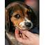 Pets May Be Risky For People With Compromised Immune Systems Experts 