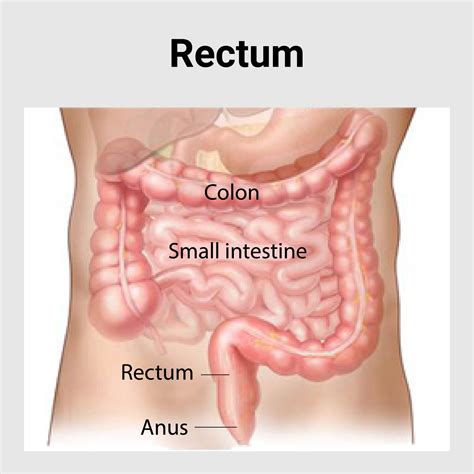 Rectum Diseases Best Gastroenterology Hospital In India