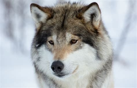 Lobos Fotos Reales Y Artes Conceptuales Wolf Wallpaper Wolf Dog