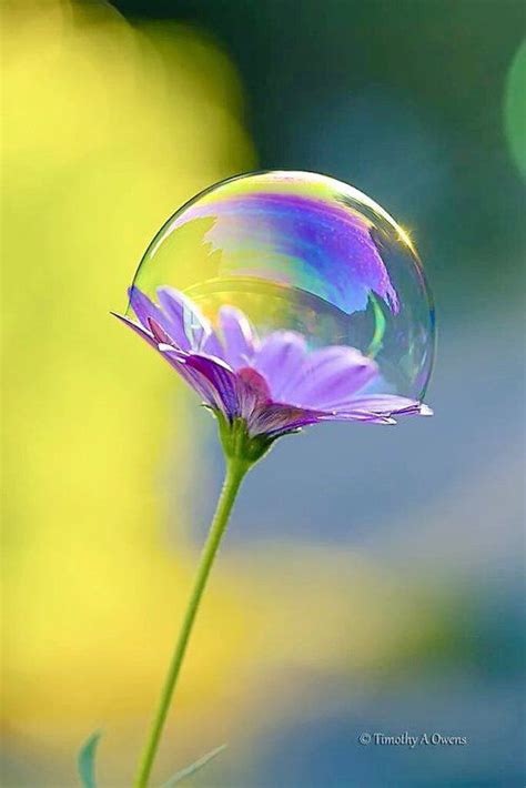 Purple Flower And Bubble Macro Photography Nature Photography Nature